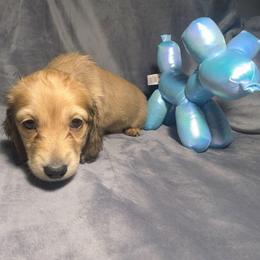 6 Jumbo - Cream male Dachshund puppy in Central Point, Oregon from MRS Long Dog Ranch