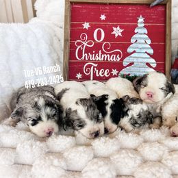Boy 1 - Merle male Sheepadoodle puppy in Sulphur Bluff, Texas from V6 Ranch Dogs