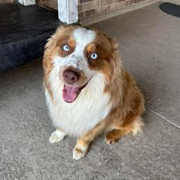 Axel Rose - Red tri-color male Australian Shepherd puppy in Beach City, Texas from Salt N Sass Aussies
