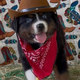 Cowboy AKC Tailed - Black tri-color male Australian Shepherd puppy in Inverness, Florida from Swamp Puppy Canine Kennel