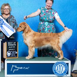 Adara - Golden Retriever