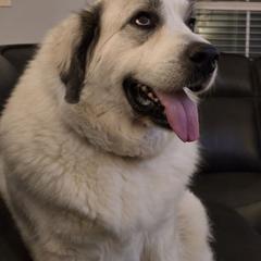 Frannie - Great Pyrenees