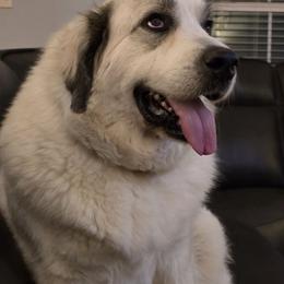 Frannie - Great Pyrenees