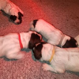 1 - Brown and gray male Wirehaired Pointing Griffon puppy in Clear Spring, Maryland from Moonshine's Wirehaired Pointing Griffons