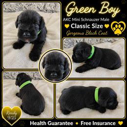 AKC Black male - Black male Miniature Schnauzer puppy in Temple, Texas from Schnauzers Of Taylor
