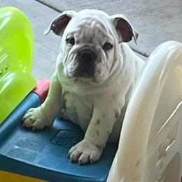 Bulldogs from Bomber Bulldogs