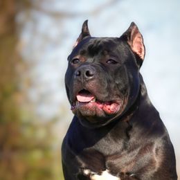 American Bullies and Miniature American Shepherds from Deuce's Den