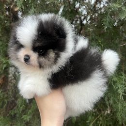 JACK FROST - Black parti Pomeranian puppy in Muskogee, Oklahoma from Wonderlust Pomeranians