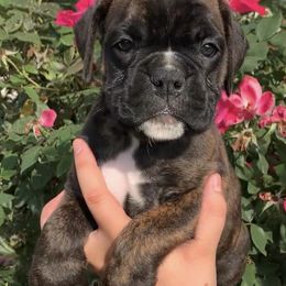 Boxers from Image Boxers
