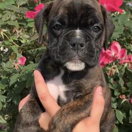 Boxers from Image Boxers