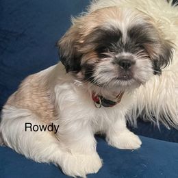 Shih Tzus from Lulu’s Shih Tzu’s