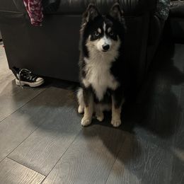 Boy 5 Jr - Pomsky puppy in Milan, Michigan from ASC Pomsky
