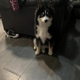 Boy 5 Jr - Pomsky puppy in Milan, Michigan from ASC Pomsky
