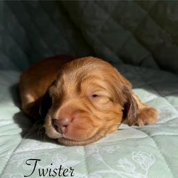 Twister - Red female Dachshund puppy in Michigan from Hidden Haven Dachshunds