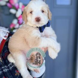 Kris Kringle - White male Sheepadoodle puppy in Marion, Ohio from Doodles & Doxies