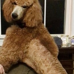 Poodle Puppies from Prissy Pants Poodles LLC