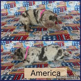 America - Red merle female Catahoula Leopard Dog puppy in Forbes, Minnesota from North Country Catahoulas