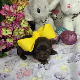 Maggie - Brown female Shihpoo puppy in Delphos, Ohio from Route 66 Poodles & Doodles, Sapphire Shih-tzu's of Ohio