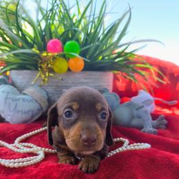 Coco - Fawn (isabella) and tan female Dachshund puppy in Bandera, Texas from Pup Cakes