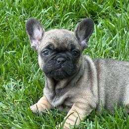 Griz from OFA'd Parents - Fawn male French Bulldog puppy in Billings, Montana from Yellowstone Frenchies