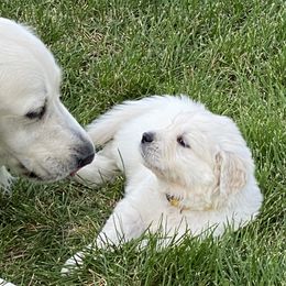 Golden Retriever and Jack Russell Terrier Puppies from Shelby Burleson's Golden Retrievers and Jack Russell Terriers