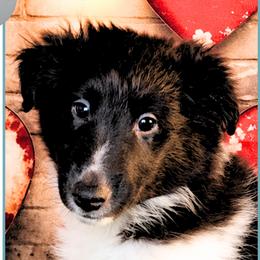 Boy 1 - Gigantor - Black and white male Shetland Sheepdog puppy in Elberton, Georgia from Ioney's Southern Paws Shelties, Frenchies, and Yorkies