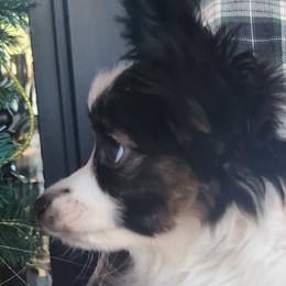 Papillons from Lakeview Papillons