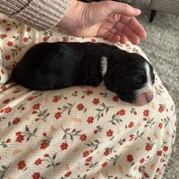 Emerald - Black and white female English Springer Spaniel puppy in St Johnsbury, Vermont from Paradise Valley Springers