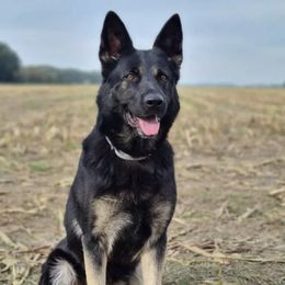 Rena - German Shepherd