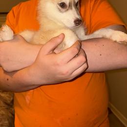 Draco Malfoy - Sable and white male Siberian Husky puppy in Jasper, Alabama from Sophia's Siberian Huskies