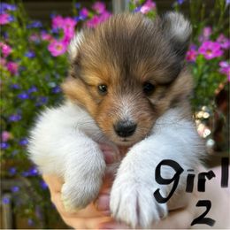 Lilly - Sable and white female Shetland Sheepdog puppy in East Bank, West Virginia from Belmar Shetland Sheepdogs