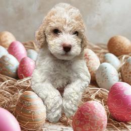 Pink Girl - Orange female Lagotto Romagnolo puppy in Chicago, Illinois from Midwest Lagotto Romagnolo