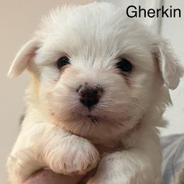 Boy 3 - male Coton de Tulear puppy in Sun Prairie, Wisconsin from Firebird Show Dogs
