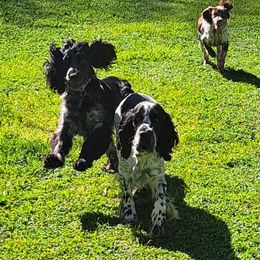 English Springer Spaniel Puppies from Springer's Journey Spaniels