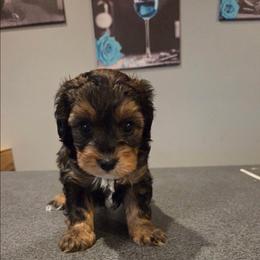 Sky - Black & tan tri-color male Maltipoo puppy in Everett, Washington from Meadows Ranch