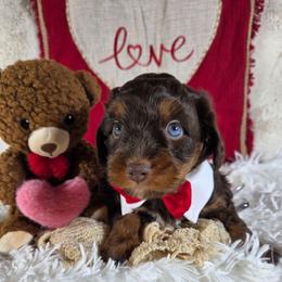 Cheddar - Brown and white male Aussiedoodle puppy in Haleyville, Alabama from The Cuddly Dood Ranch