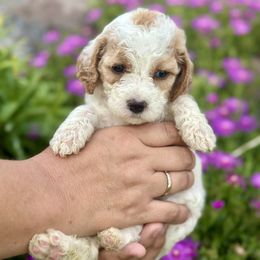 Marty - Blenheim female Cavapoo puppy in Herriman, Utah from Shaggy Mountain Pups LLC