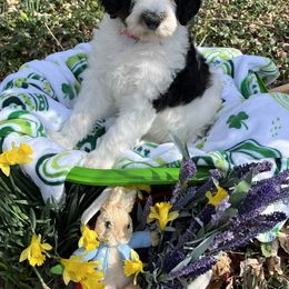 Bernedoodle Puppies from Doodles & Spice