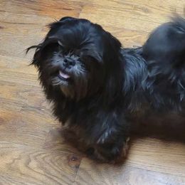 Peppermint - Shih Tzu