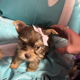 Girl 1 - Chocolate and tan female Yorkshire Terrier puppy in Milton, Florida from Sassenach Yorkie Kennels