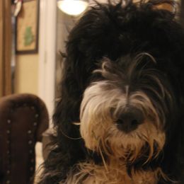 Labradoodles from Texas Rose Doodles