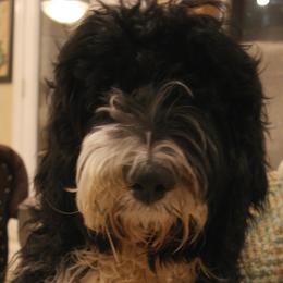 Labradoodles from Texas Rose Doodles