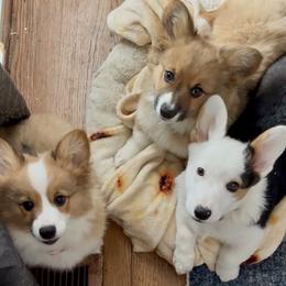 Pembroke Welsh Corgis from Brazos Corgis