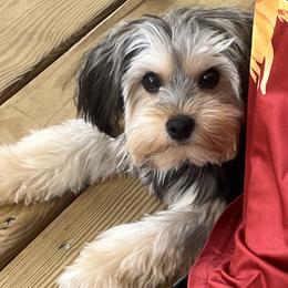 Yorkshire Terrier puppies from Sonshine Yorkies