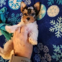 Yorkshire Terrier Puppies from Little Yorkie World Texas