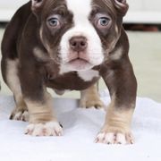 Shorty Bull Puppies from Exquisite Star Kennel