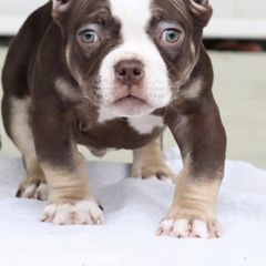 Shorty Bull Puppies from Exquisite Star Kennel