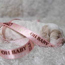 Cocker Spaniel Puppies from Chloe's Cocker Spaniels