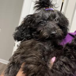 Maltese, Maltipoo, and Poodle Puppies from Healing Pawz LLC
