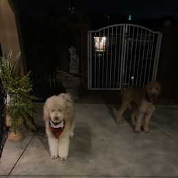 Luna - Poodle